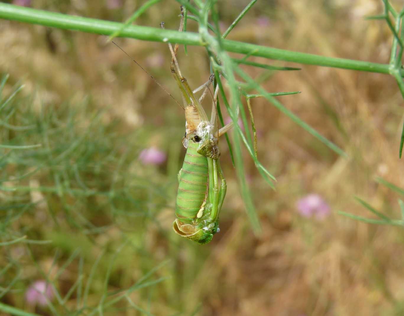 Uromenus (Bolivarius) brevicollis insularis in muta